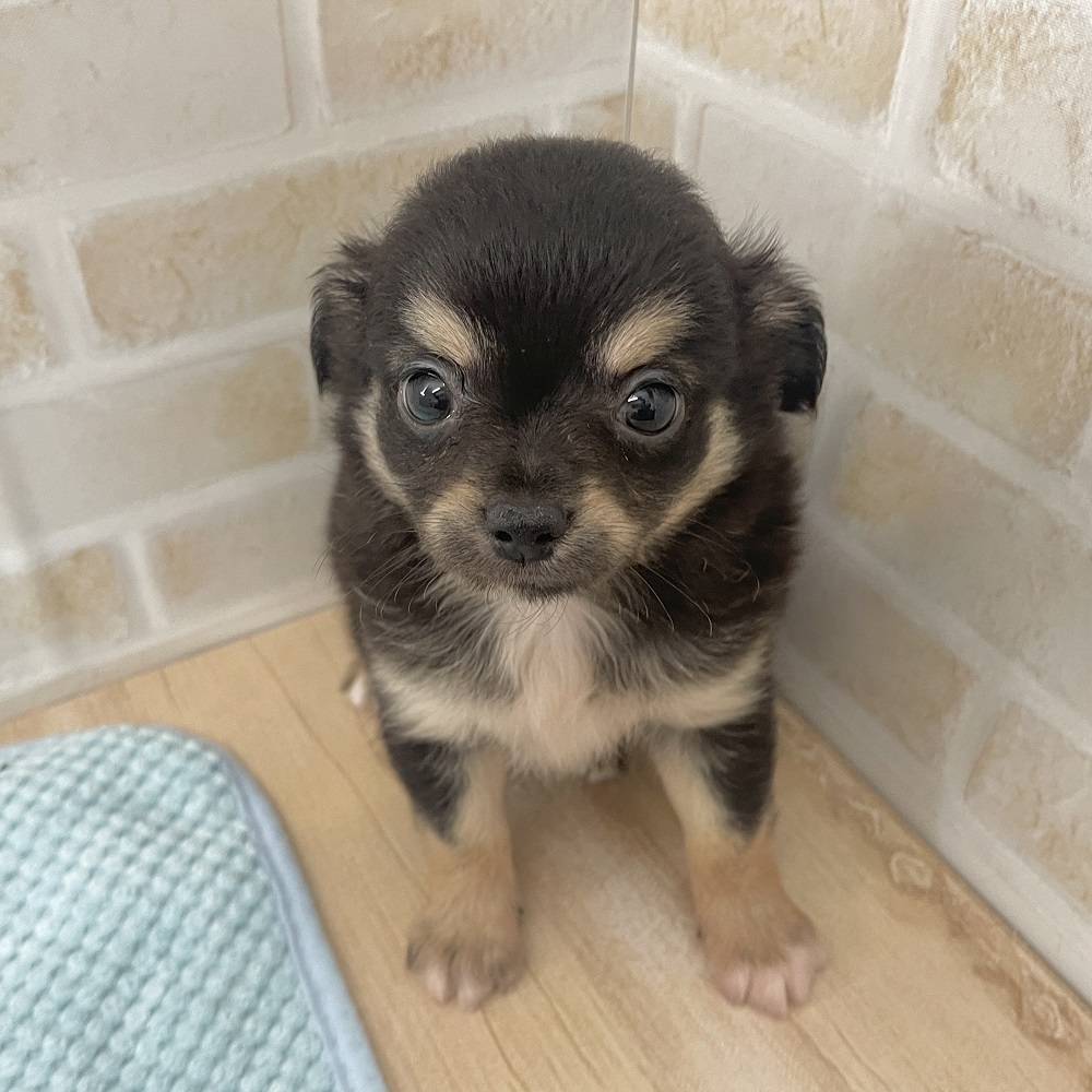 キュルキュルおめめで甘えん坊くんのチワワくん＊ペットショップ